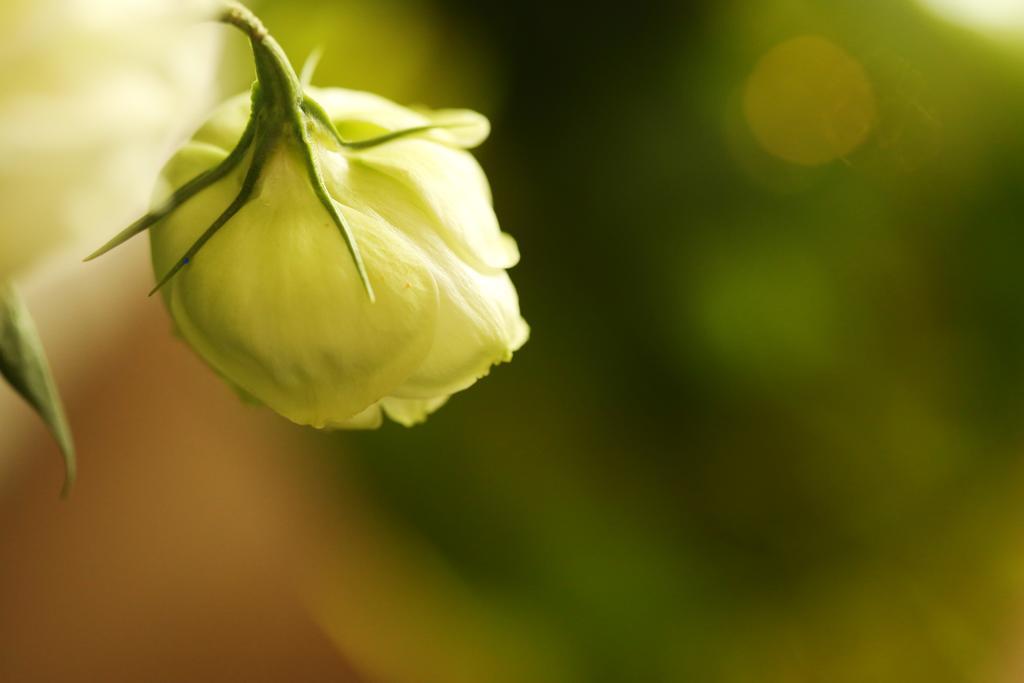 Blooming Lotus.Waterclouds.Hàng Châu Ngoại thất bức ảnh